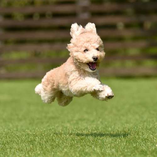 Pet friendly at Virginia Junction in Baden, Pennsylvania