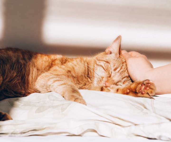 Pet-friendly at Ocean View Living in Norfolk, Virginia