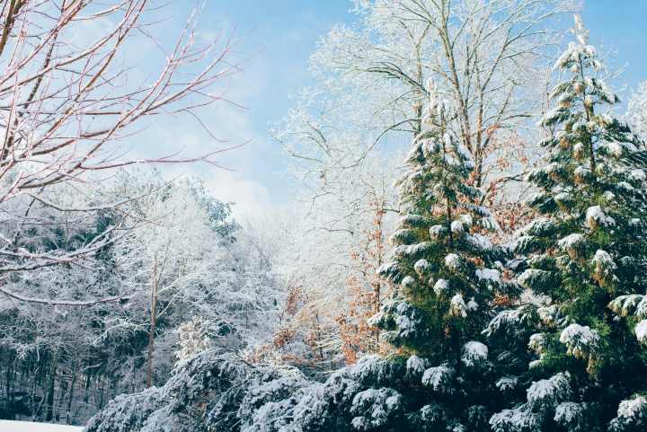 a snowy treeline 