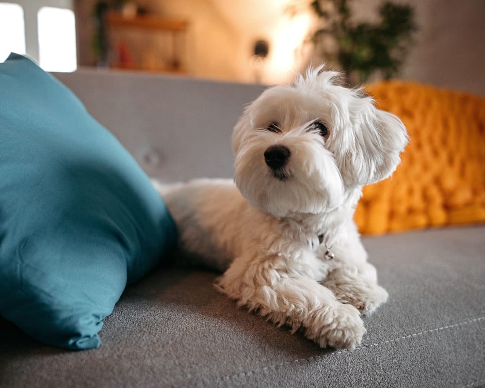 Handsome puppy relaxing on the couch in his apartment at Oaks 5th Street Crossing at City Station in Garland, Texas