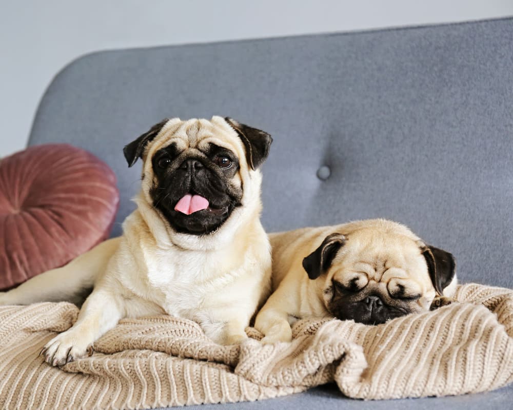 Pugs relaxing together on the couch in their new apartment at Oaks Station Place in Minneapolis, Minnesota