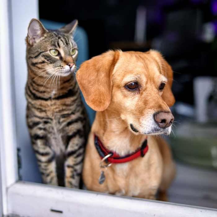 Dog and cat looking out of window at Colt's Crossing Apartments in Georgetown, Kentucky