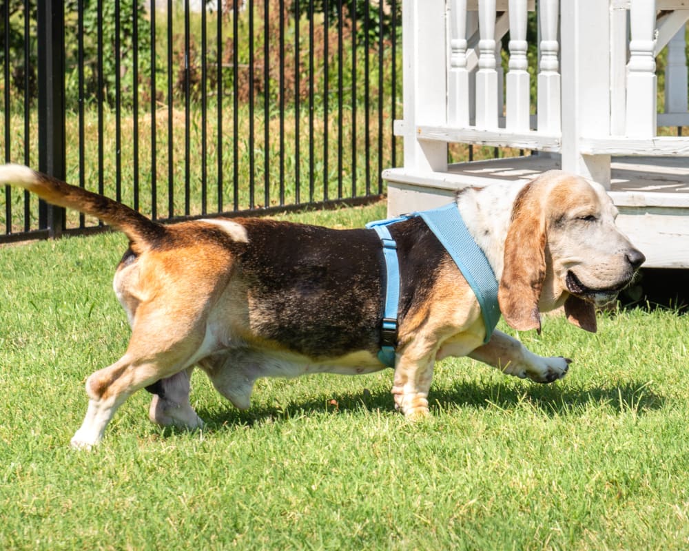 Resident hound going for a stroll near the gazebo in the expansive onsite dog park at Olympus Willow Park in Willow Park, Texas