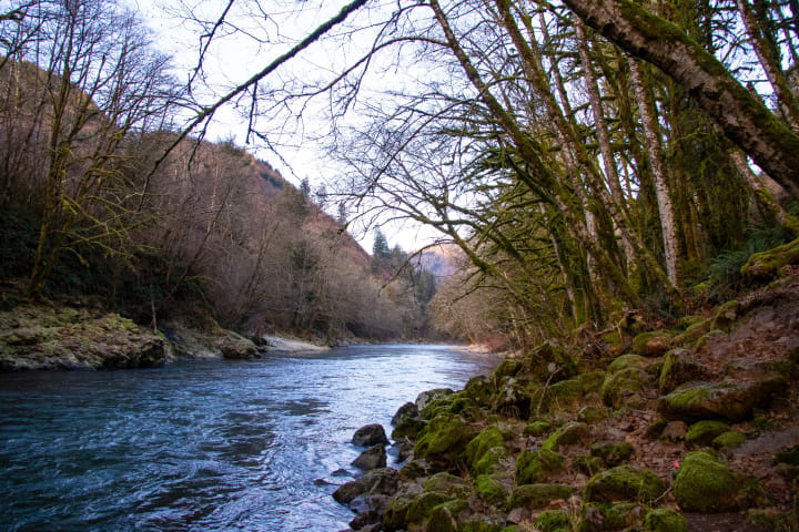 a river bank with mossy rocks and bare trees on either side on a cloudy overcast day