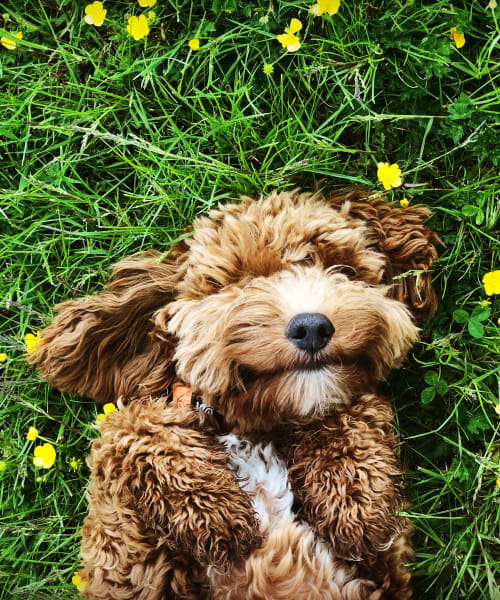 Puppy laying on the grass at Playa Del Oro, Los Angeles, California