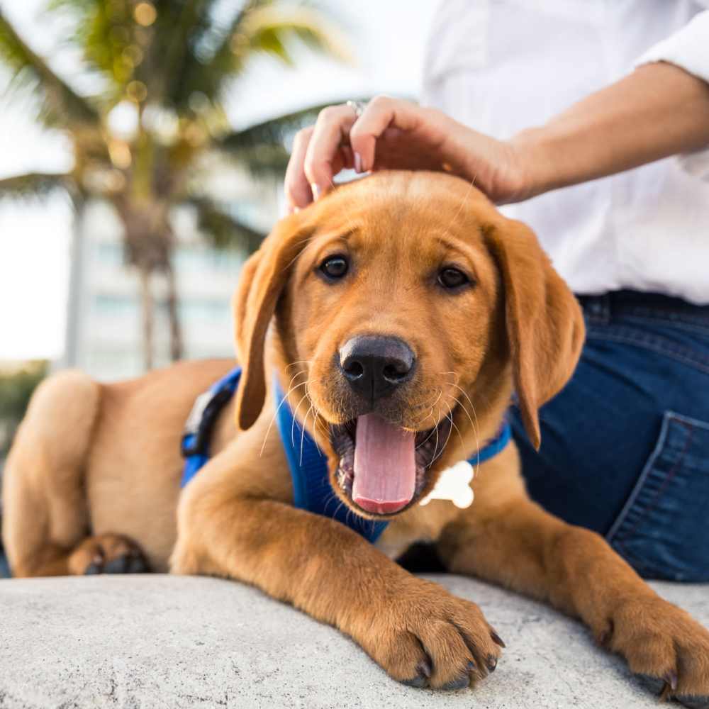Pet dog at Pacific Shores in Santa Cruz, California