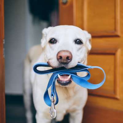 Pet-friendly apartment at Ludlam Point in Miami, Florida