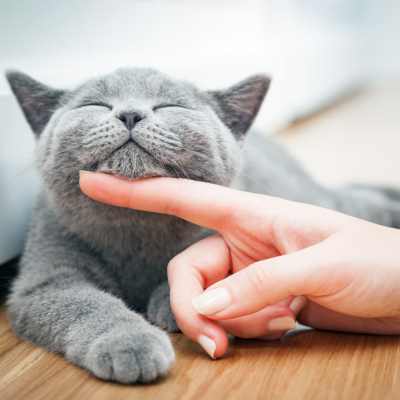 Pet friendly at Quail Run in Middleton, Wisconsin