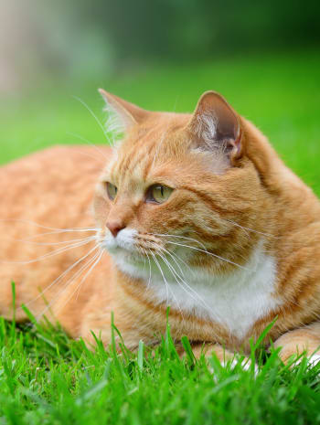 Cat laying on the grass at Civic Feline Clinic in Walnut Creek, CA