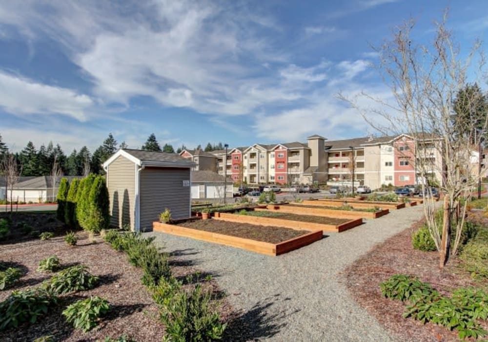 Large outdoor community garden at LARC at Olympia in Olympia, Washington