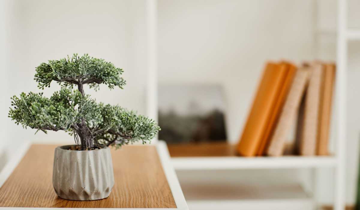 A bonsai tree on a shelf at The Cascades, Virginia Beach, Virginia