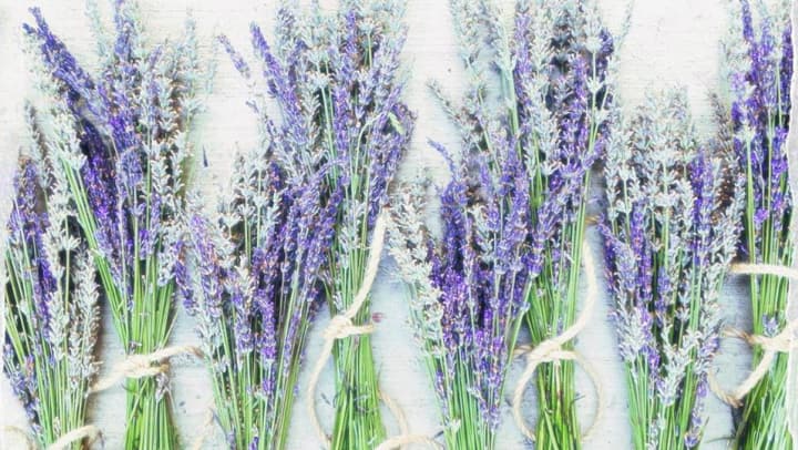 Beautiful lavender plants at {{location_name}} in {{location_city}}, {{location_state_name}}