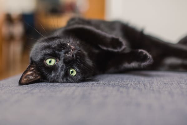 Happy cat laying on a couch at London Court Apartments in Merrimack, New Hampshire