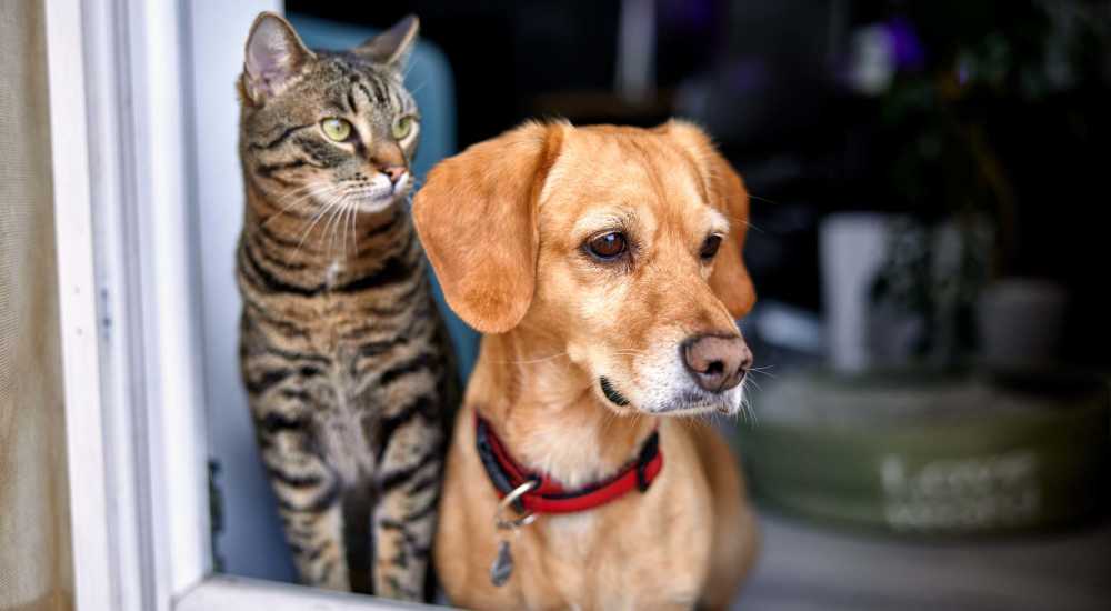 Dog and cat looking outside from a window at DOCK 59 in Portland, Oregon