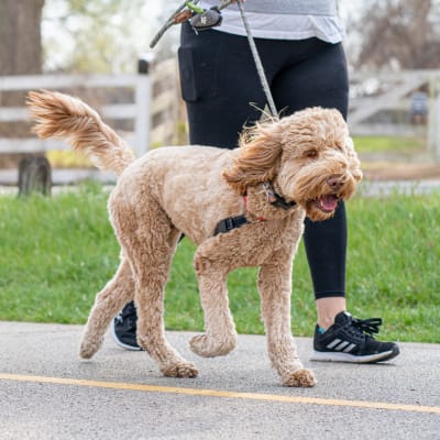 Dog on a walk with its owner near Westmont Village in Charlotte, North Carolina