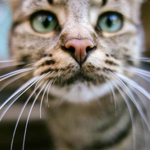 Close-up of a cat at Park Vue in Santa Rosa, California