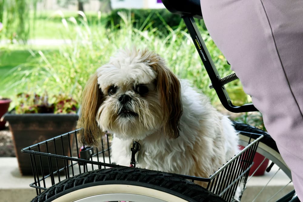 Small dog on the back of resident's bike at Garden Place Millstadt in Millstadt, Illinois