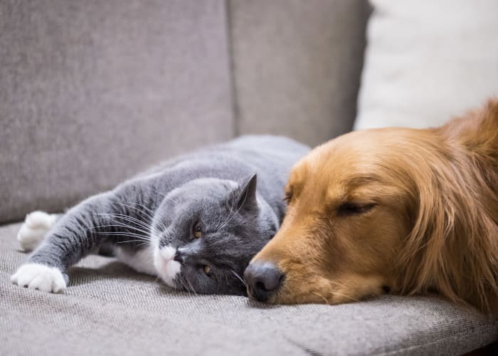 Dog and cat hanging on a couch at Austell Village in Austell, Georgia