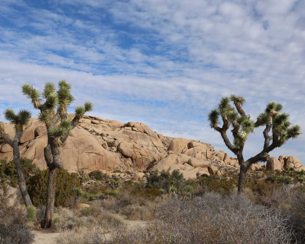 joshua trees near Adobe Flats II in Twentynine Palms, California