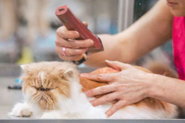 pet grooming nearby