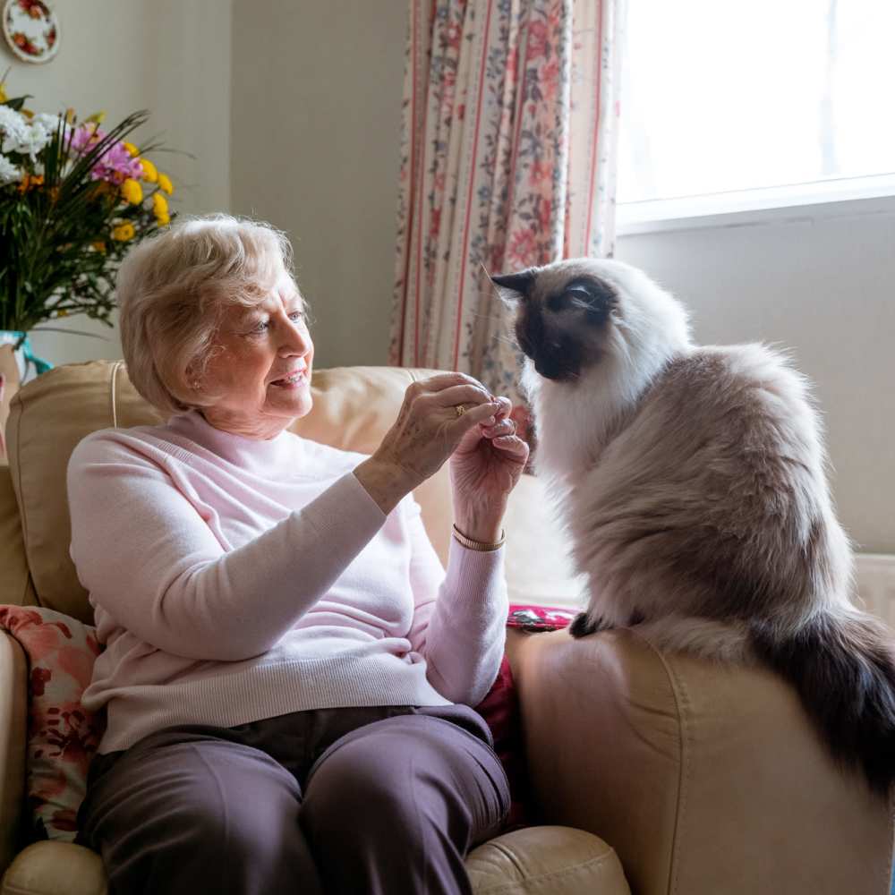 Resident woman with a cat in a living room at Crescendo in Las Vegas, Nevada