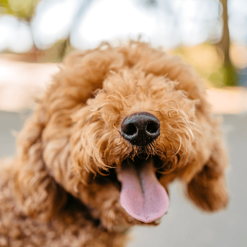 Dog at Oaks at La Cantera in San Antonio, Texas