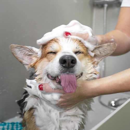 Dog being washed in the pet spa at Elevation @ County Line Station in Englewood, Colorado