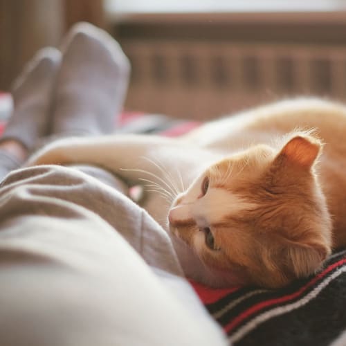 A cat laying next to its owner at Shelton Circle in Virginia Beach, Virginia