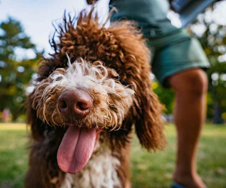 Dog in the park near at Parkside Landing Apartments in Rockville, Maryland