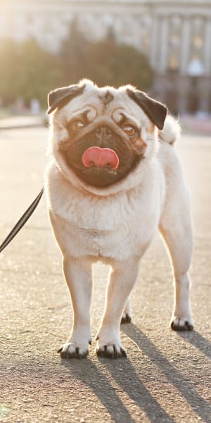 Resident taking his dog for a walk in the neighborhood at Brio Apartment Homes in Glendale, California