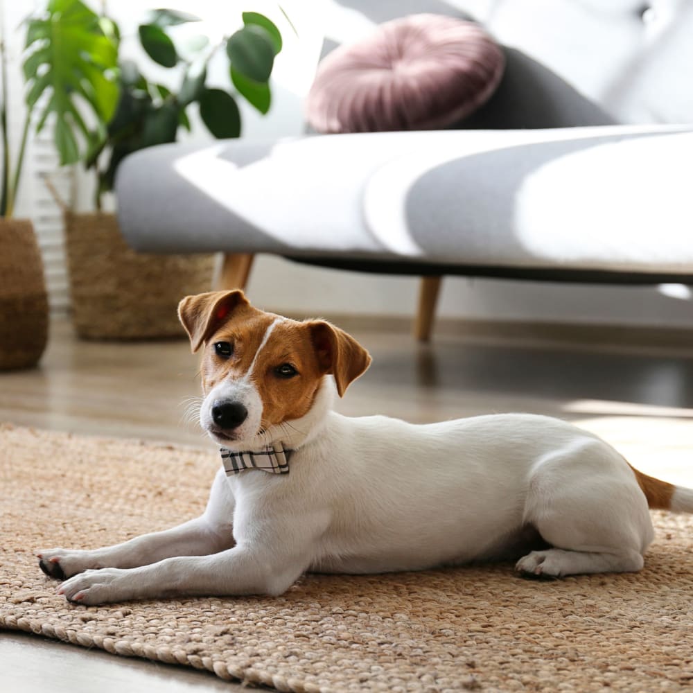 Happy Jack Russell sporting a bowtie and relaxing on a rug in his new apartment at 700 Broadway in Seattle, Washington