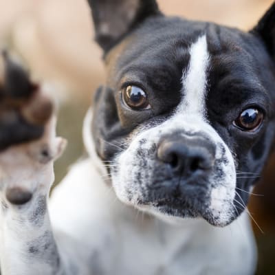 Close up of a cute puppy at Echelon at Odenton in Odenton, Maryland