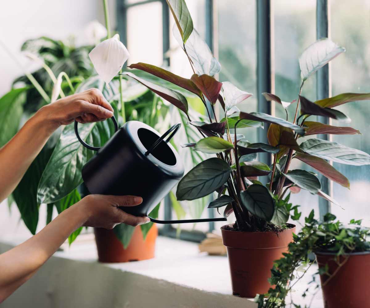 Resident watering plants at Shadow Ridge in Tallahassee, Florida