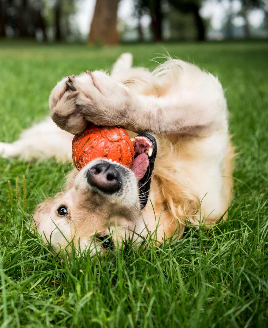 A dog playing happily in our pet-friendly homes at Waters Edge in Sacramento, California
