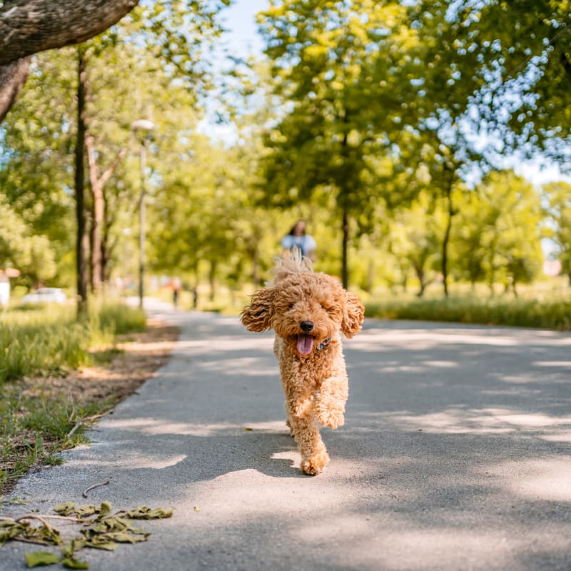 A happy dog on a path near CovePointe at The Landings, Norfolk, Virginia