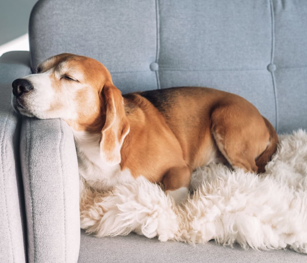 Pet Friendly Apartments In Lubbock Texas