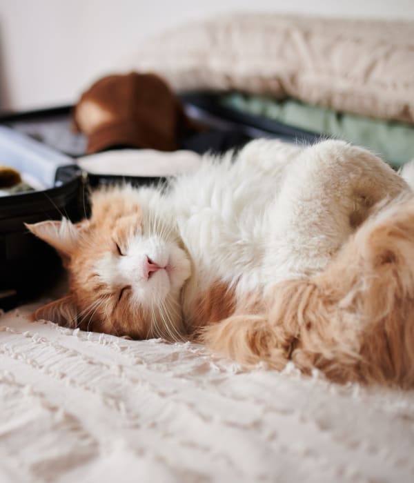 Orange and white cat sleeping on a bed at Vespaio in San Jose, California
