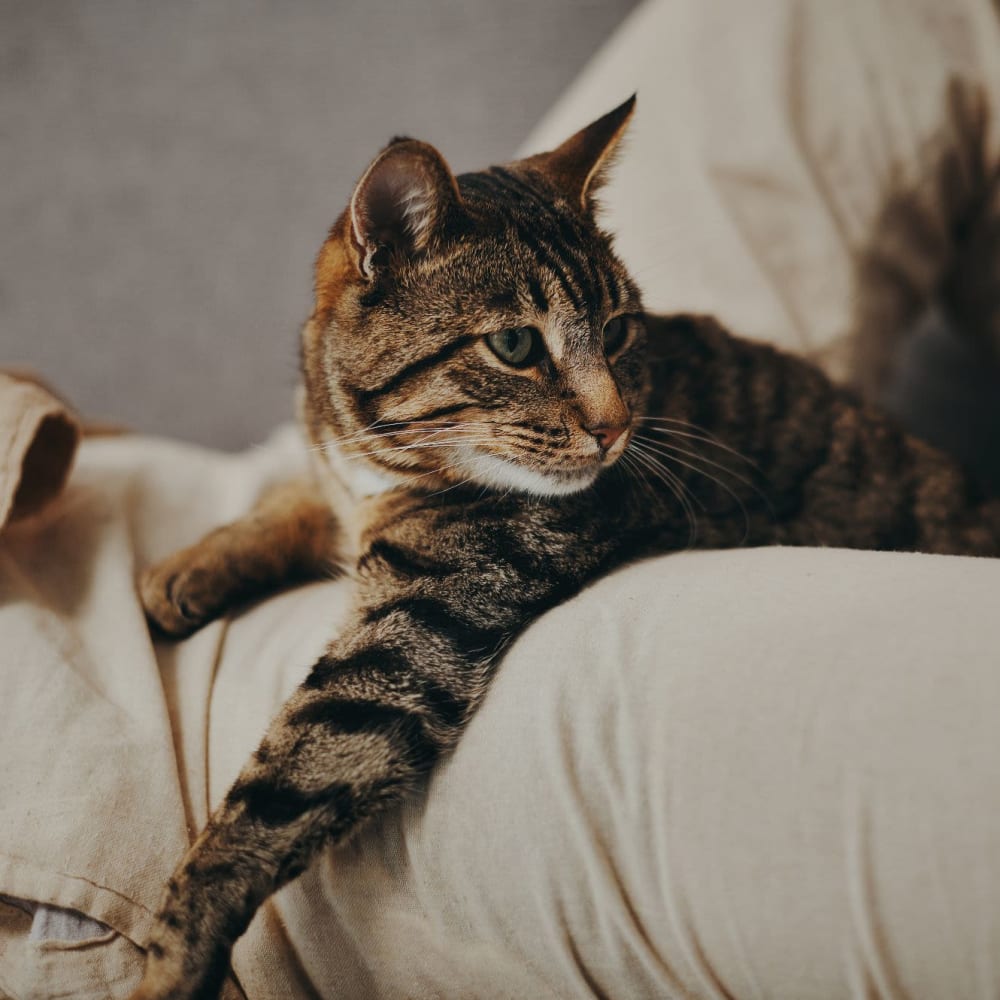 Cat relaxing in their new apartment at Veridian in Cincinnati, Ohio