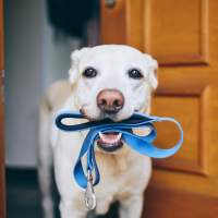 Dog with a bow tie at Villas of Brighton in Rochester, New York
