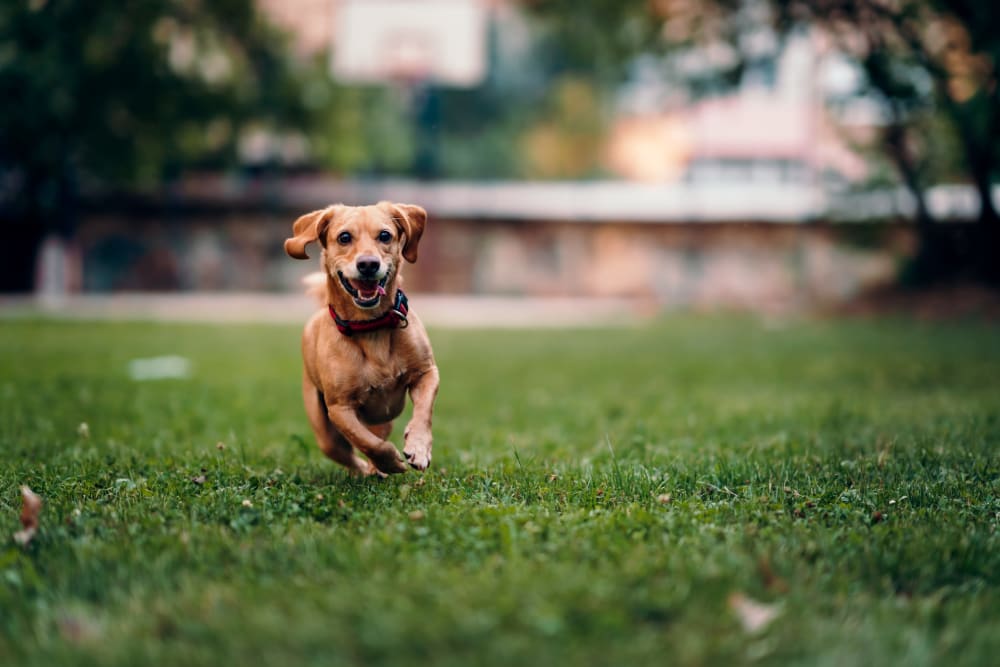 Happy dachshund running across the lawn of Elmwood Village Apartments & Townhomes with an onsite dog park in Elmwood Park, New Jersey