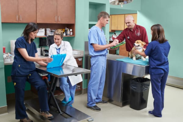 Corgi is center of attention at the vet