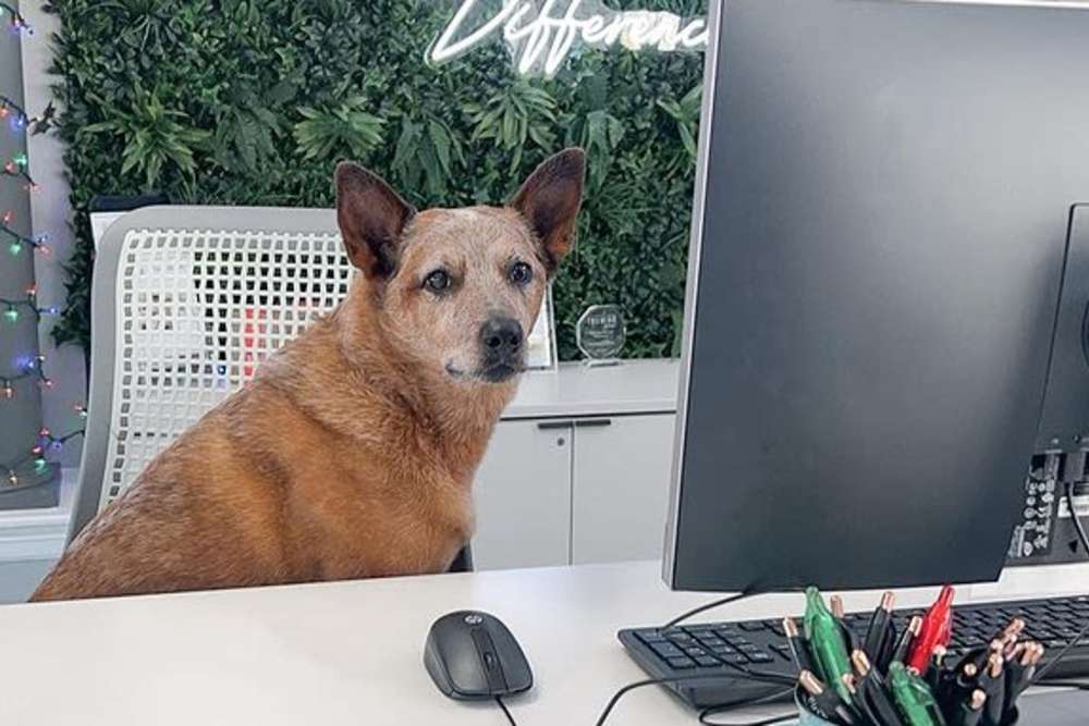 Cute dog at desk at The Quarters at Columbia in Columbia, Missouri