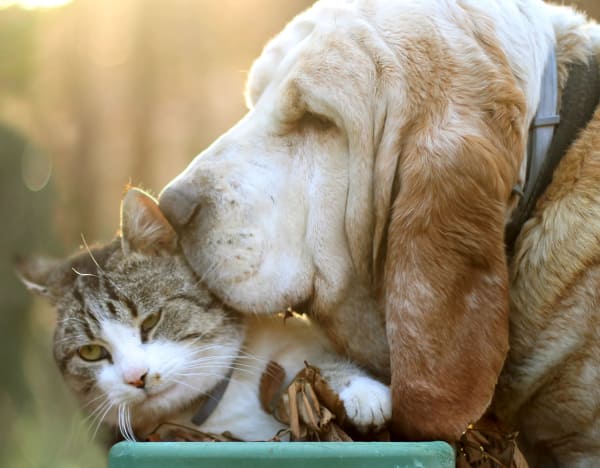 Dog sniffing cat at Station House Apartments in Redmond, Washington