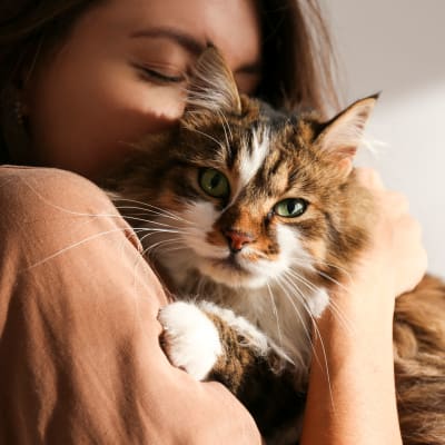 Link to our pet policy at Citron in Ventura, California