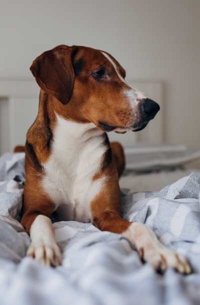 Puppy relaxing at New Longview in , MO