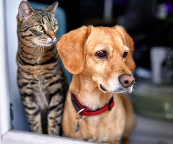 Resident's pets cat and dog at Pine Cove Apartments in Oregon, Wisconsin