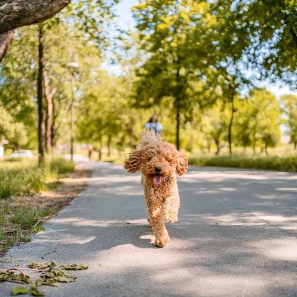 Dog park at Attain Shockoe in Richmond, Virginia