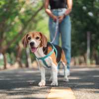 Beagle dog wearing a blue harness standing on a paved walking path at Athena Apartments in Benbrook, Texas