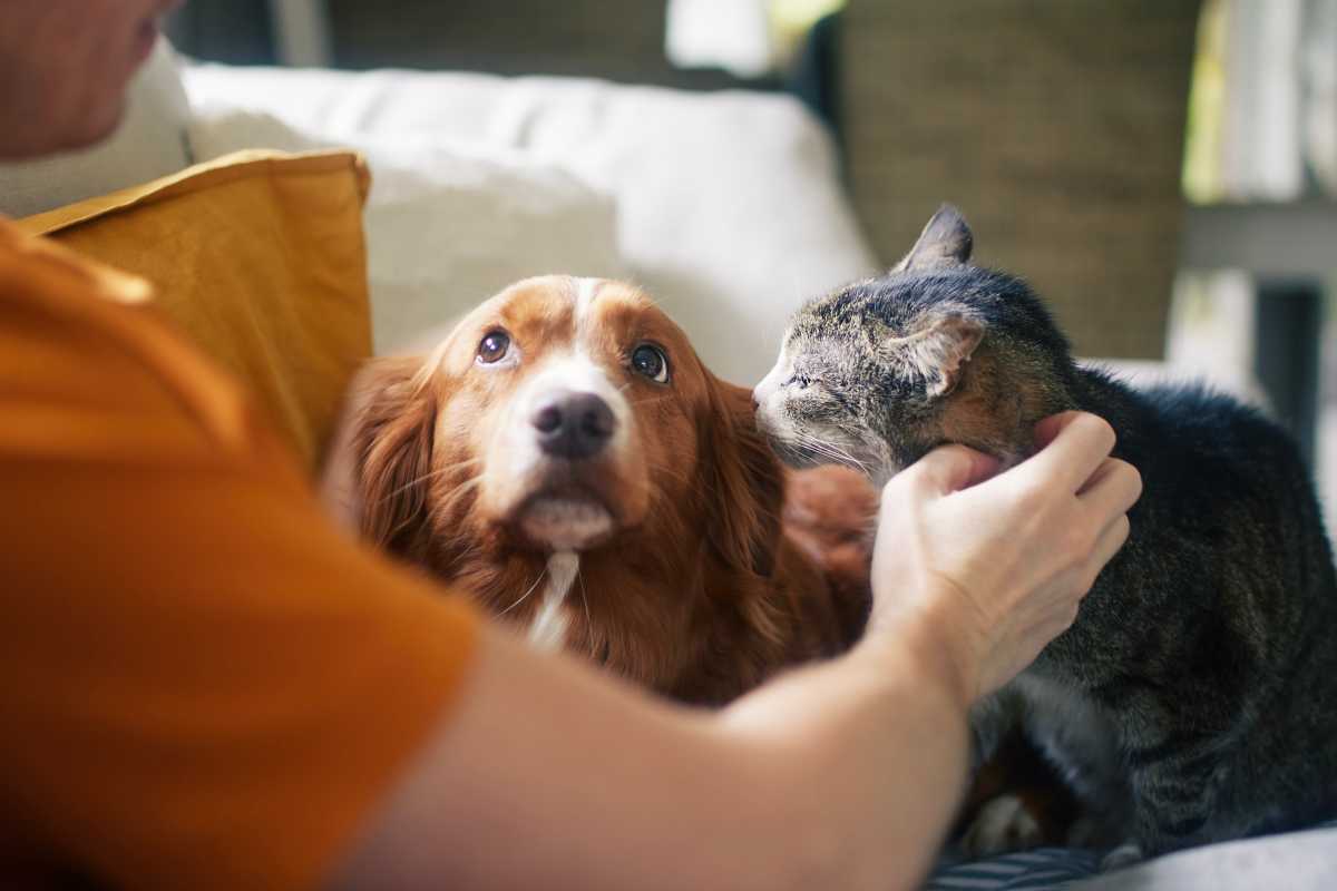 Pet Friendly Apartments at The Corliss in Milwaukee, Wisconsin