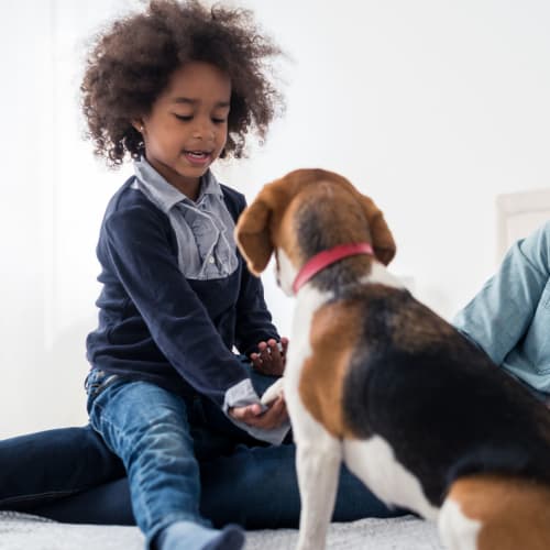 A boy  playing with a dog at Albany Hill Village in Albany, Georgia